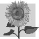 Sunflower BW.jpg (2621 bytes)